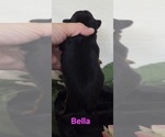 Small #8 Yorkipoo