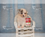 Small Photo #16 Pomeranian Puppy For Sale in SANGER, TX, USA