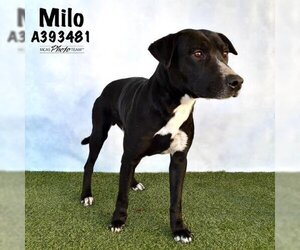 American Pit Bull Terrier-Labrador Retriever Mix Dogs for adoption in Conroe, TX, USA