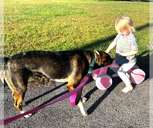 Medium Photo #5 Mutt Puppy For Sale in Hinton, WV, USA