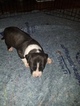 Small Photo #27 American Pit Bull Terrier Puppy For Sale in GRIFFIN, GA, USA