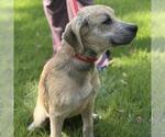 Small #1 Labrador Retriever Mix