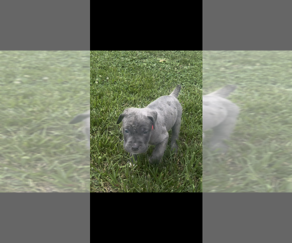 Medium Photo #6 Cane Corso Puppy For Sale in FREDERICKSBURG, VA, USA