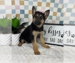 Small #3 German Shepherd Dog