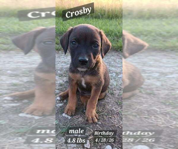 Medium Photo #1 Golden Retriever-Plott Hound Mix Puppy For Sale in Springdale, PA, USA