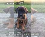 Small Golden Retriever-Plott Hound Mix