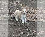 Small Photo #58 Aussie-Poo-Goldendoodle Mix Puppy For Sale in COMMERCE, MI, USA