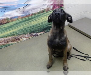 Mutt Dogs for adoption in Moreno Valley, CA, USA
