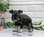 Small Photo #22 Schnauzer (Miniature) Puppy For Sale in BALTIC, OH, USA