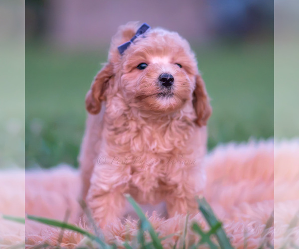Medium Photo #33 Poodle (Miniature) Puppy For Sale in WARSAW, IN, USA