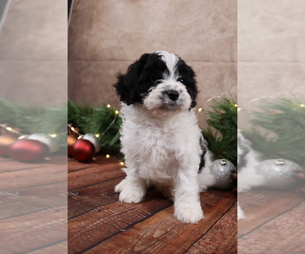 Medium Photo #8 Cavapoo (Toy) Puppy For Sale in WEST SALEM, OH, USA