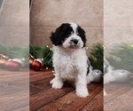Small #7 Cavapoo (Toy)