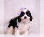 Small Photo #16 Cavapoo (Miniature) Puppy For Sale in WARSAW, IN, USA