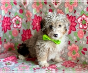Pembroke Welsh Corgi-Poodle (Standard) Mix Puppy for sale in LANCASTER, PA, USA