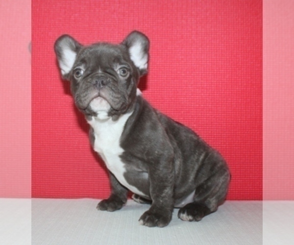 Medium Photo #3 French Bulldog Puppy For Sale in BAYVILLE, NJ, USA