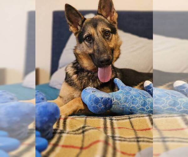 Medium Photo #1 German Shepherd Dog-Unknown Mix Puppy For Sale in San Leon, TX, USA