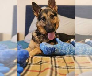 German Shepherd Dog-Unknown Mix Dogs for adoption in San Leon, TX, USA