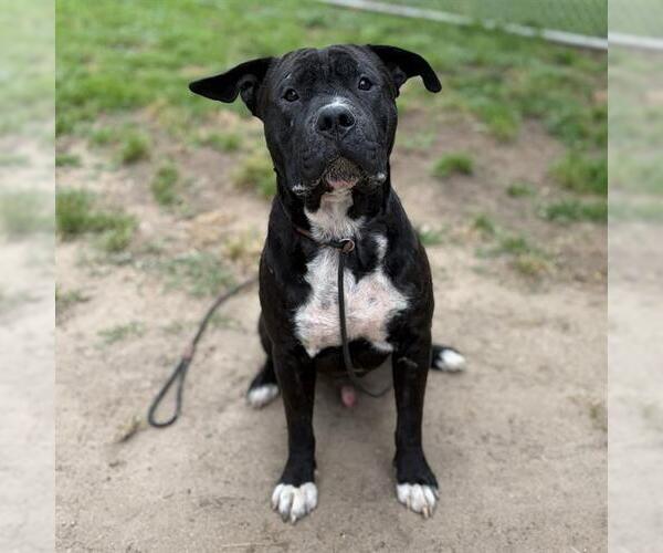 Medium Photo #1 Mutt Puppy For Sale in Modesto, CA, USA