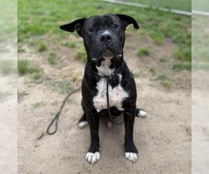 Mutt Dogs for adoption in Modesto, CA, USA