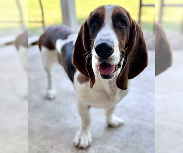 Medium Photo #3 Basset Hound Puppy For Sale in Deepwater, NJ, USA