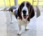 Small #2 Basset Hound