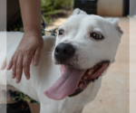 Small #1 Boxer Mix