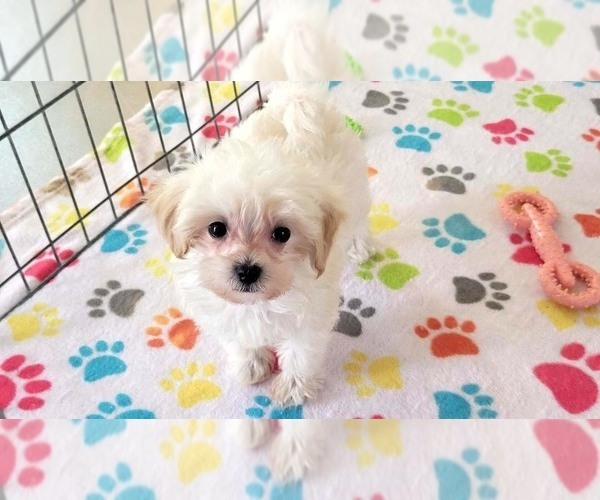 Medium Photo #4 Maltipoo (Toy) Puppy For Sale in ORO VALLEY, AZ, USA
