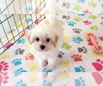 Small #3 Maltipoo (Toy)