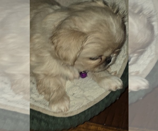Medium Photo #3 Pekingese Puppy For Sale in COLUMBIA, SC, USA