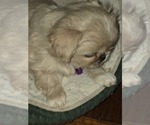 Small #2 Pekingese
