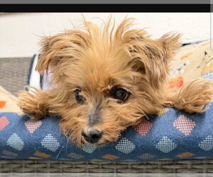 Maltese-Unknown Mix Dogs for adoption in Ellijay, GA, USA