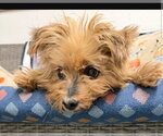Small Maltese Mix