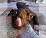 Small #2 American Pit Bull Terrier Mix