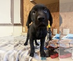 Small #2 Labrador Retriever