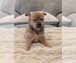 Small #1 Chiweenie