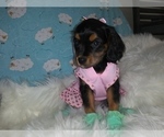 Small Photo #19 Australian Shepherd-Cavalier King Charles Spaniel Mix Puppy For Sale in HOWLAND, OH, USA