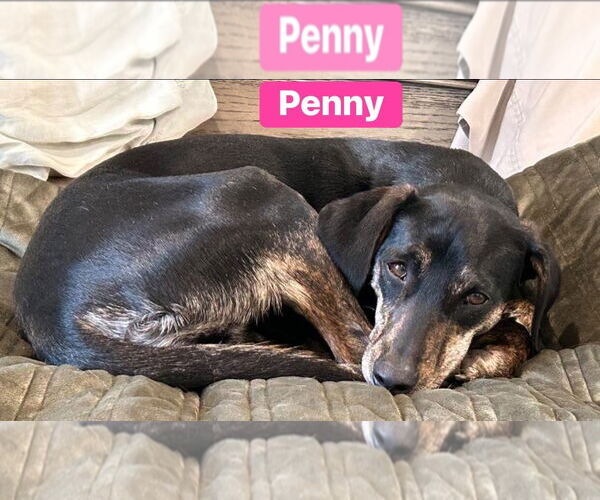 Medium Photo #7 Mutt Puppy For Sale in Alexander, AR, USA