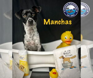 Manchas - Male Rat Terrier-Unknown Mix Dog for Adoption - Photo #2