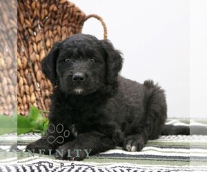Goldendoodle (Miniature) Puppy for sale in STRASBURG, PA, USA