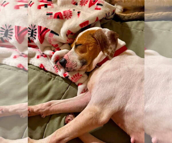 Medium Photo #4 American Pit Bull Terrier-Unknown Mix Puppy For Sale in Germantown, OH, USA