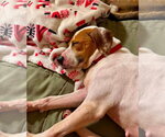 Small #3 American Pit Bull Terrier Mix