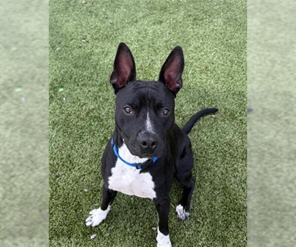 Medium Photo #1 American Pit Bull Terrier Puppy For Sale in Pearland, TX, USA