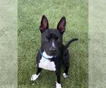Small American Pit Bull Terrier