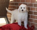 Small Photo #3 Goldendoodle (Miniature) Puppy For Sale in MANHEIM, PA, USA