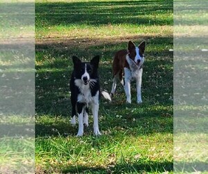 Father of the Border Collie puppies born on 01/30/2026