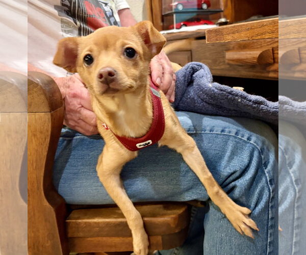 Medium Photo #3 Chihuahua-Unknown Mix Puppy For Sale in Davis, CA, USA