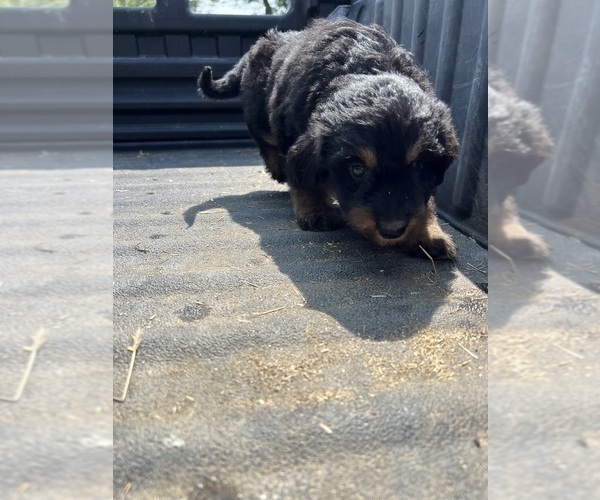 Medium Photo #3 Aussiedoodle-Poodle (Standard) Mix Puppy For Sale in RUSSELL, IA, USA