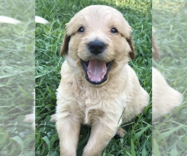 Medium Photo #13 Goldendoodle Puppy For Sale in WOODLAND, AL, USA