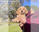 Small Photo #5 Golden Retriever Puppy For Sale in OCALA, FL, USA