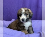 Small #3 Bernedoodle